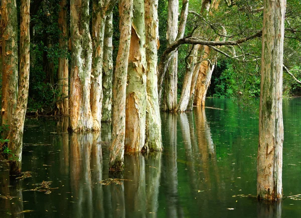 Tree on water — Stock Photo, Image