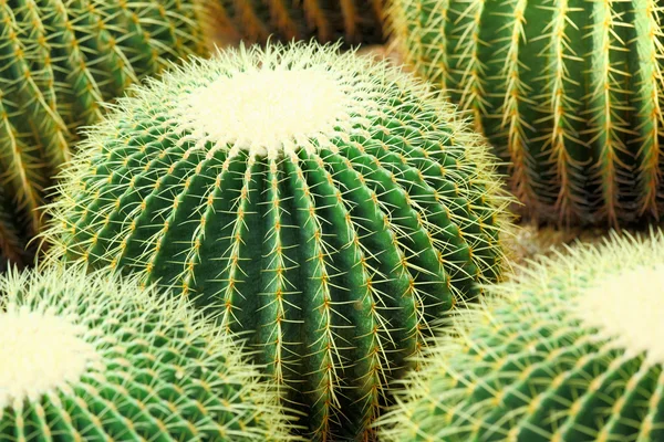 Cactus — Stock Photo, Image