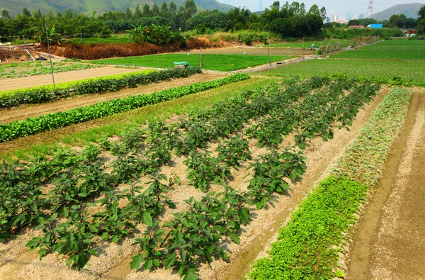 Field — Stock Photo, Image