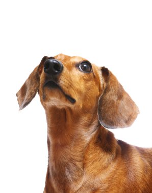 dachshund köpek arıyorum