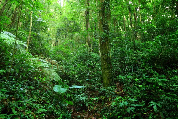 jungle