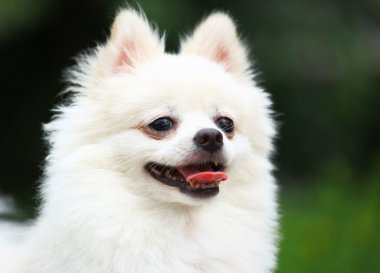 Pomeranya köpeği