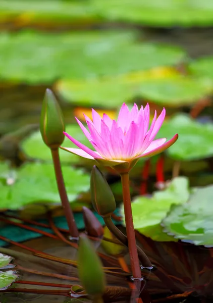 Flor de lótus — Fotografia de Stock