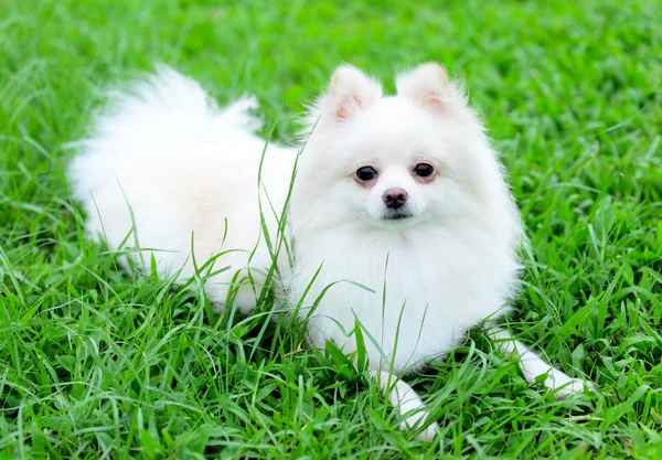 White pomeranian dog — Stock Photo, Image