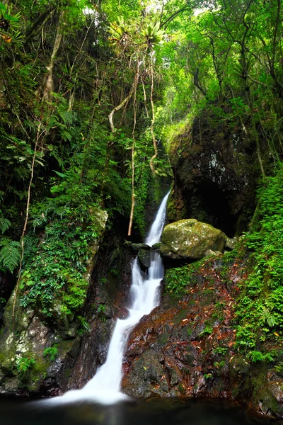 Wodospad w lesie — Zdjęcie stockowe