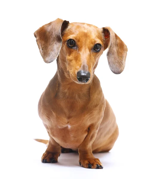 Dachshund Köpek — Stok fotoğraf