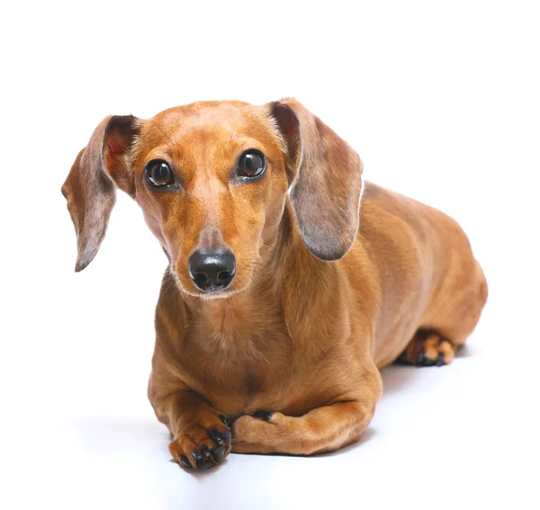 Cão dachshund — Fotografia de Stock