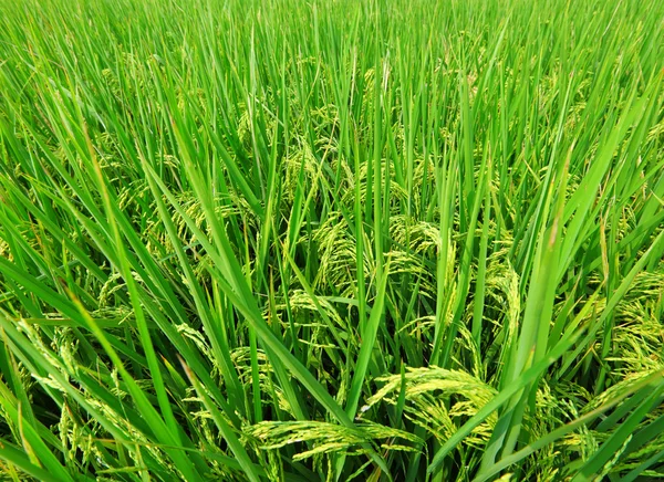 Asia paddy field — Stock Photo, Image