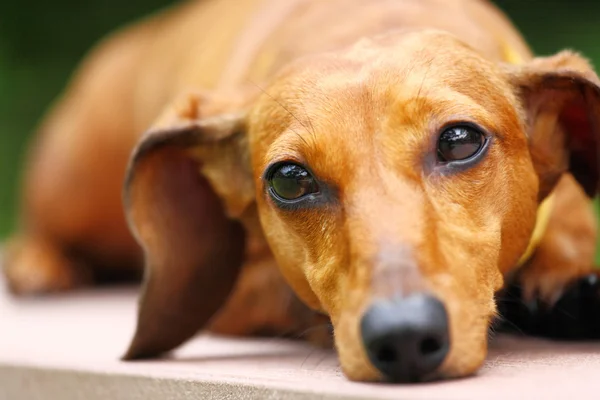 Cão dachshund — Fotografia de Stock