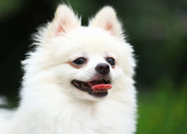 Cão pomerano branco — Fotografia de Stock