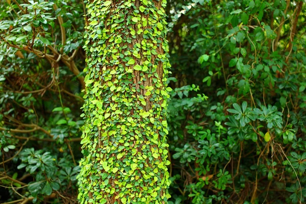 Lierre sur écorce d'arbre — Photo