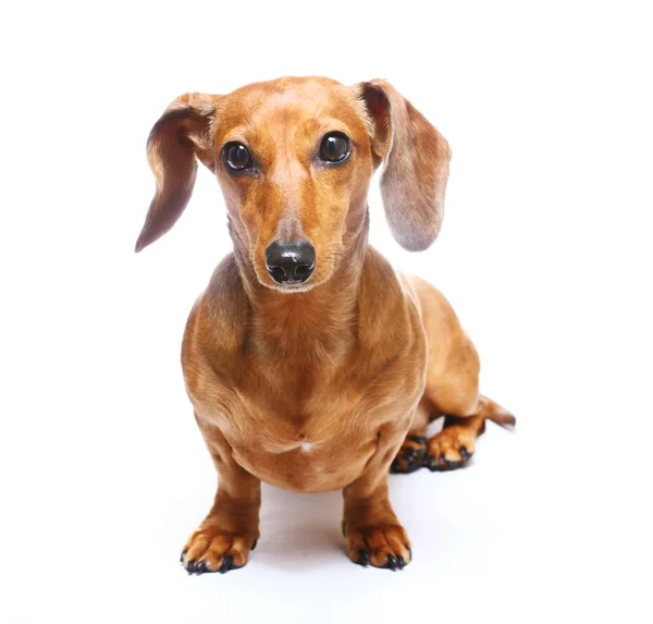 Dachshund Dog — Stock Photo, Image