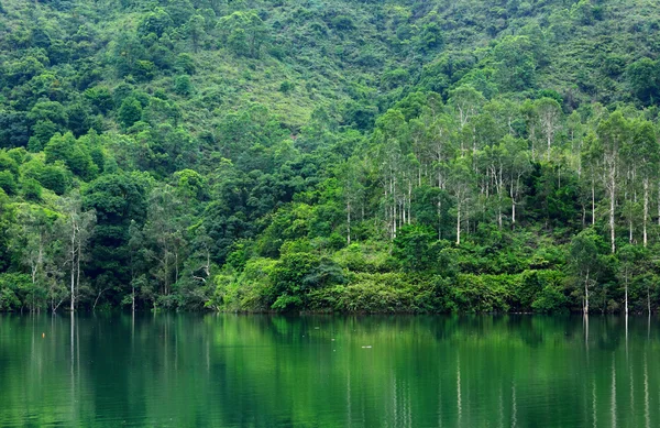 Jezero v lese — Stock fotografie