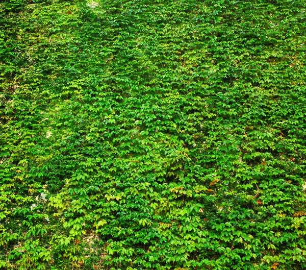 Pared verde hiedra — Foto de Stock