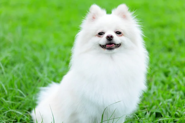 White pomeranian dog — Stock Photo, Image