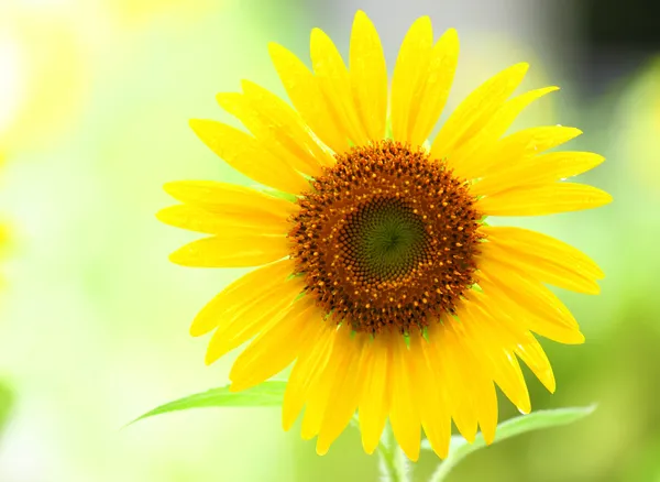 Girasol — Foto de Stock