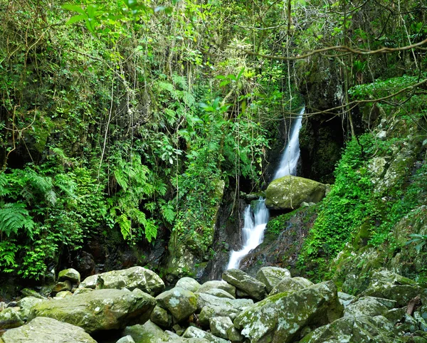 Bos met waterval — Stockfoto