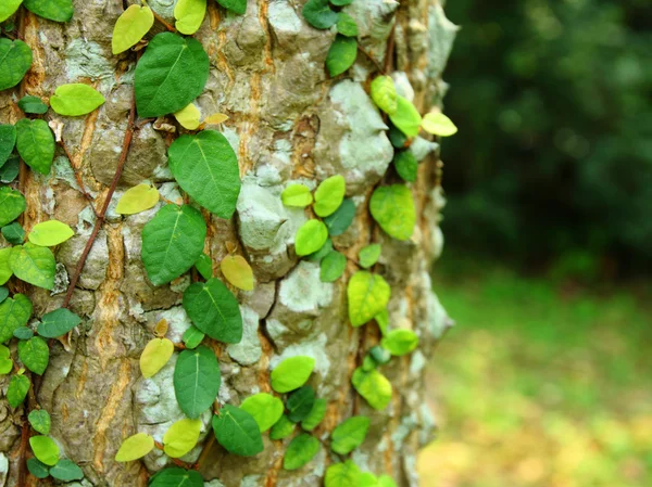 Efeu auf Baumrinde — Stockfoto