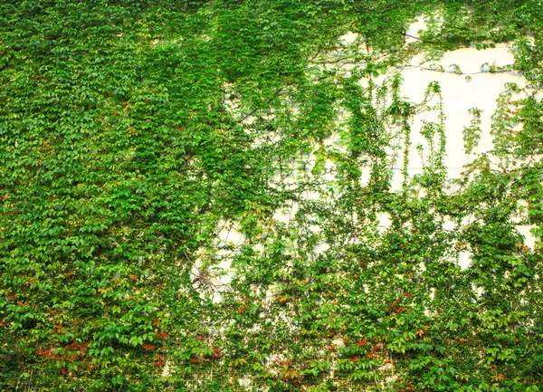 Green Wall — Stock Photo, Image