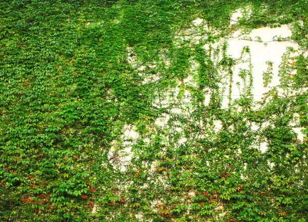 Grüne Wand — Stockfoto