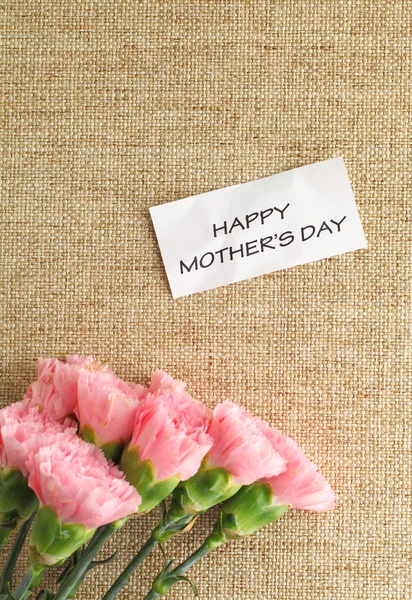 Pink carnations flower for Mother's day — Stock Photo, Image