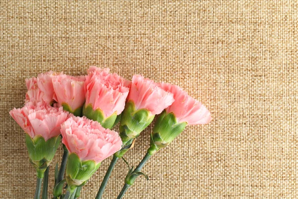 Λουλούδι ροζ γαρίφαλα για την ημέρα της μητέρας — Φωτογραφία Αρχείου