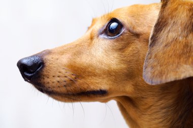 Dachshund Köpek