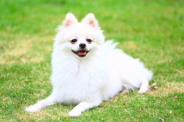 Pomeranya köpeği