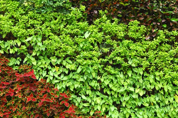 Plants wall — Stock Photo, Image