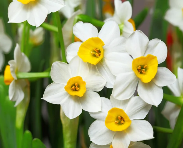 Narzissenblüte — Stockfoto