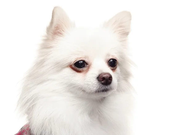 Cão pomerano branco — Fotografia de Stock