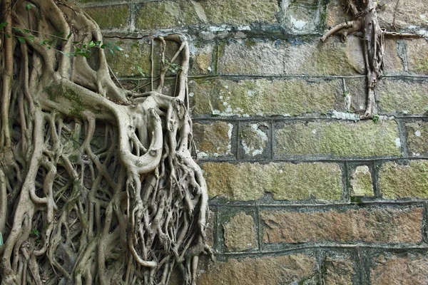 Raíz de árbol cubierto pared vieja — Foto de Stock