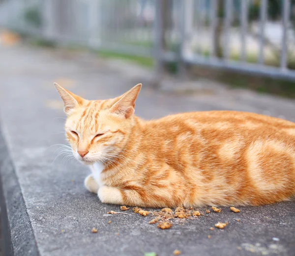 Gatan katt — Stockfoto