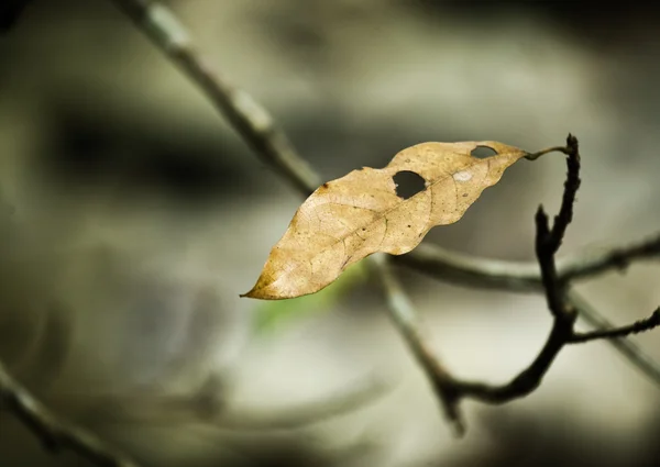 Ξερά φύλλα στο δέντρο — Φωτογραφία Αρχείου
