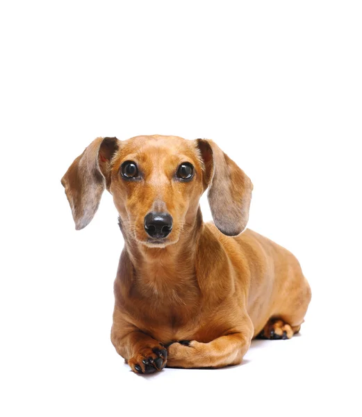 Dachshund — Stock Photo, Image