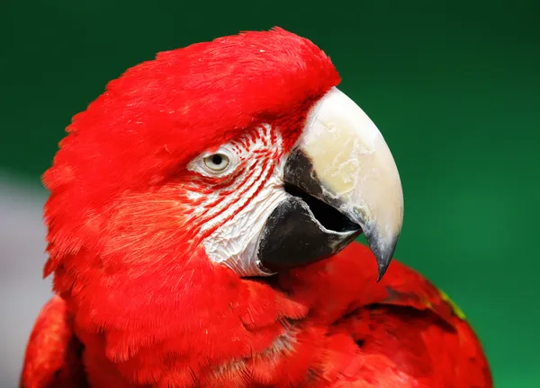 Guacamayo rojo — Foto de Stock