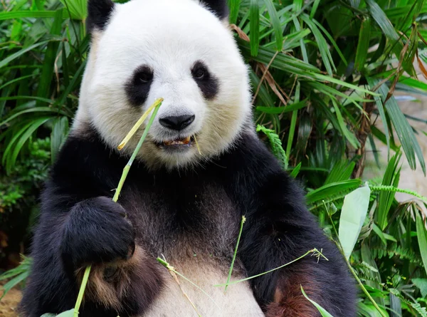 Olbrzymia panda jedząca bambus — Zdjęcie stockowe