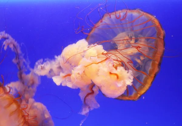 Medusas — Fotografia de Stock