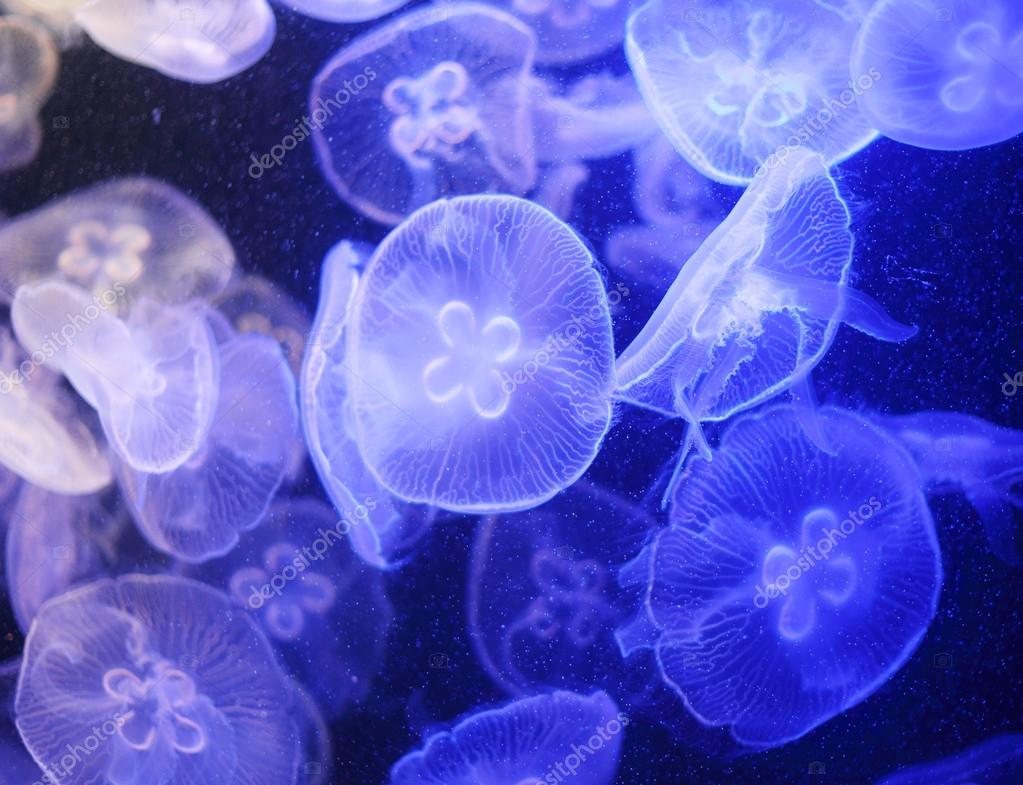 Jellyfish — Stock Photo © leungchopan 25028355
