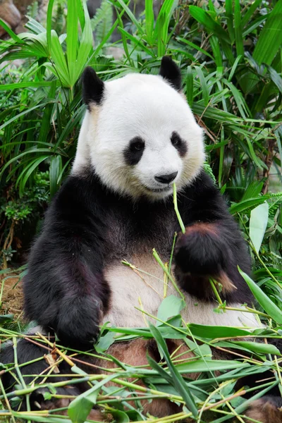 Panda selvagem — Fotografia de Stock