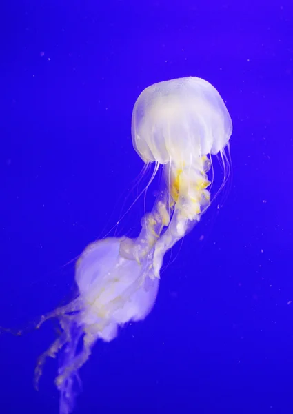 Medusas — Fotografia de Stock