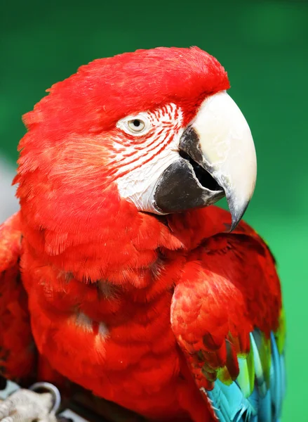 Guacamayo rojo — Foto de Stock