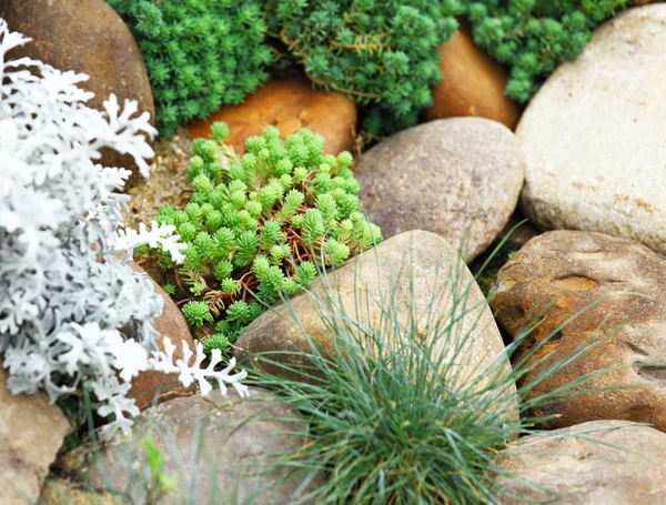 Green plant with rock — Stock Photo, Image