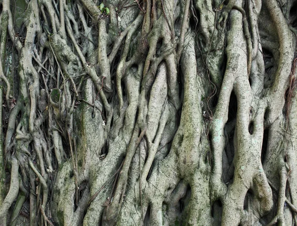 Raízes de árvores — Fotografia de Stock