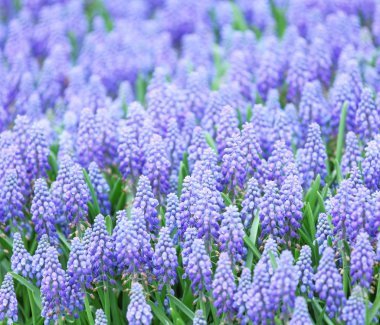 Muscari botryoides