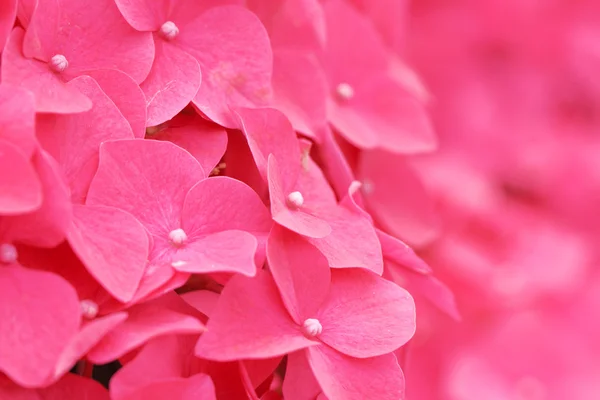 Ροζ λουλούδι ορτανσία κοντά — Φωτογραφία Αρχείου