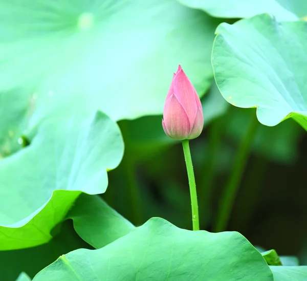 연꽃 꽃 봉 오리 — 스톡 사진