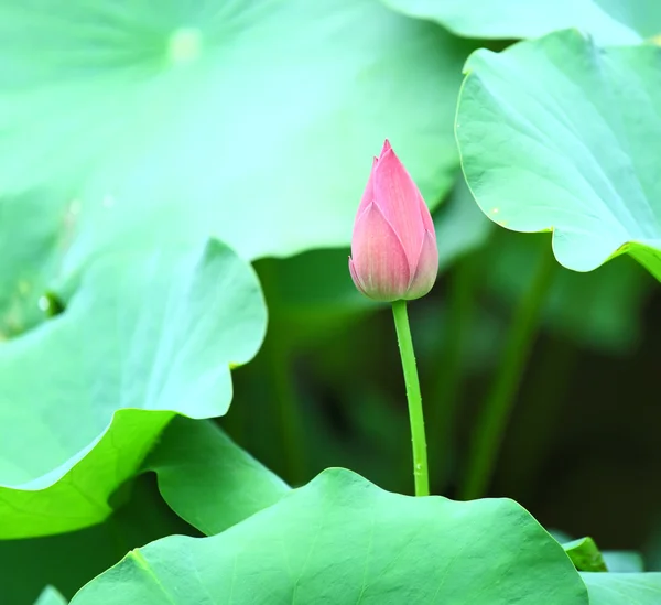 Lotus bud — Stock Photo, Image