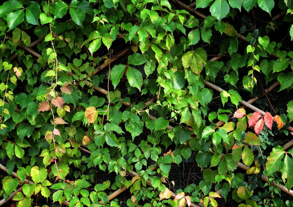 Planta verde na parede — Fotografia de Stock