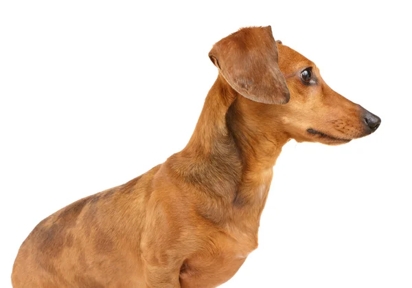Brown dachshund dog isolated on white background — Stock Photo, Image